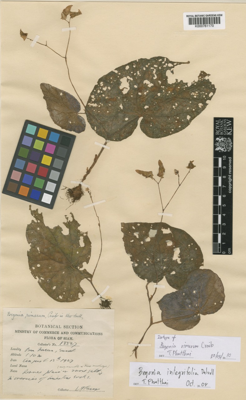 B. rimarum